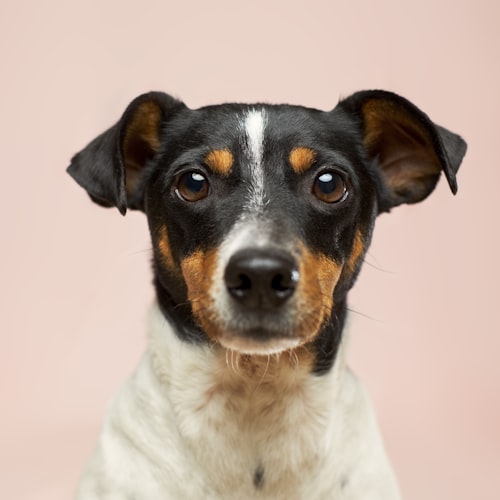 A self-cleaning slicker brush for dogs
